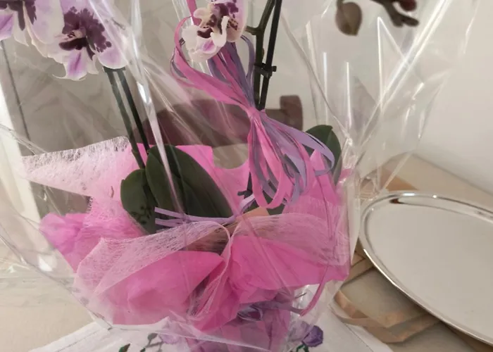 Cosy شقة بيلونو